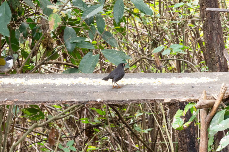 Slaty-backed nightingale-thrush (Catharus fuscater)